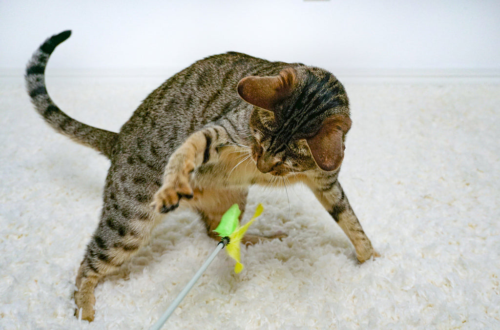 The Best Cat Toys: Safety First
